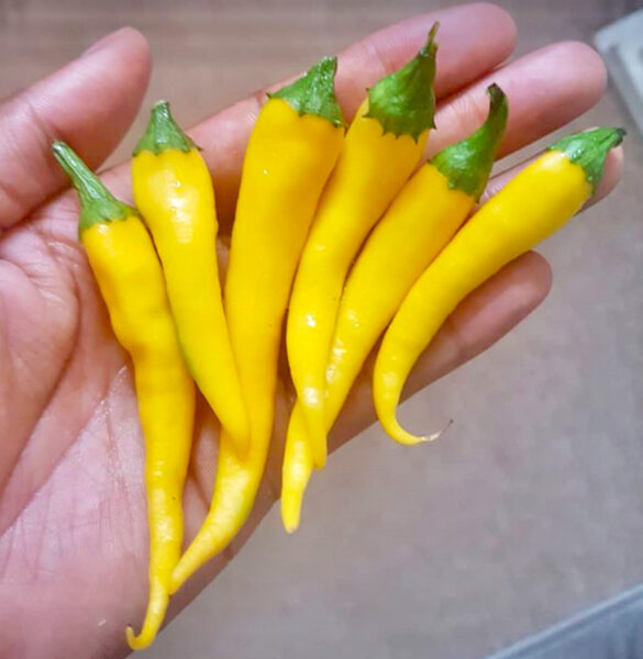 Čili pipars “Golden Cayenne”
