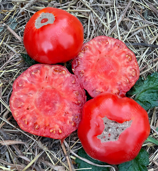 Tomāti “Marmande”