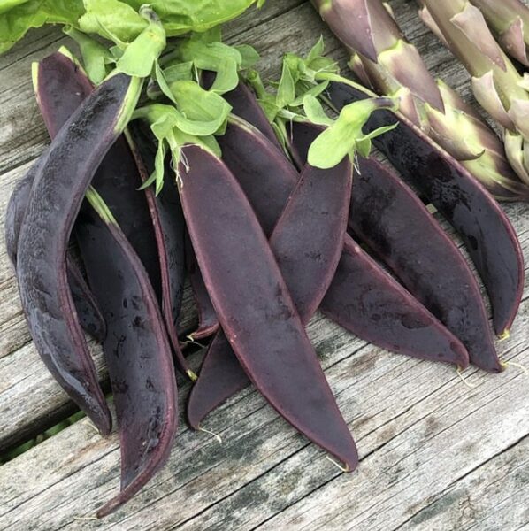 Violetie zirņi “Shiraz”