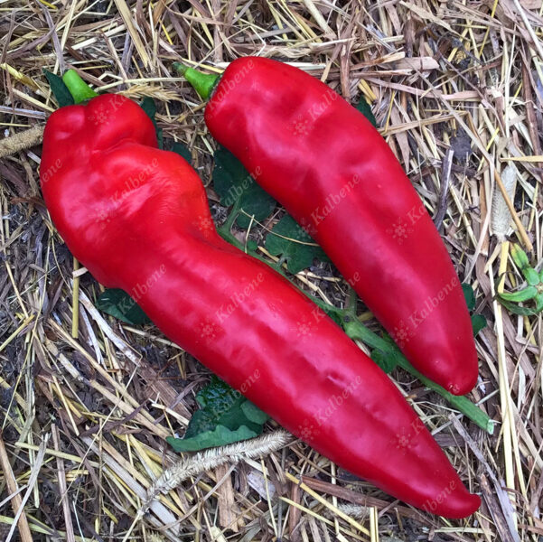 Paprika “Corno di Toro Rosso”