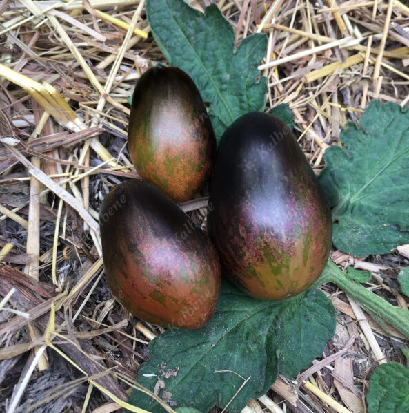 Tomāti “Black Keyes”