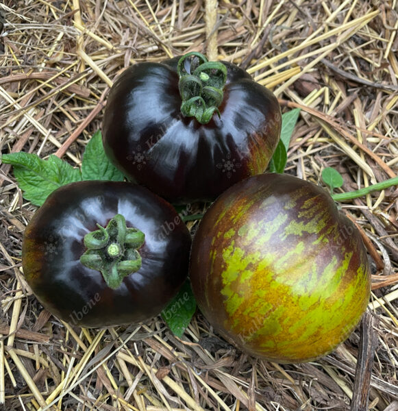Tomāti “Kryptonite”