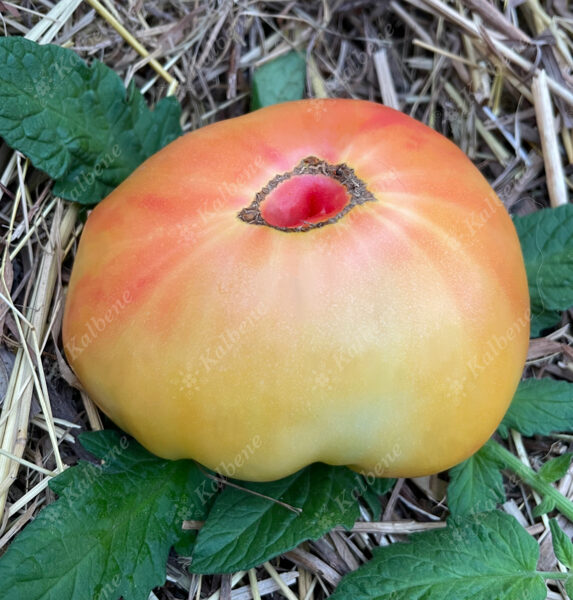 Tomāti “Mammas”