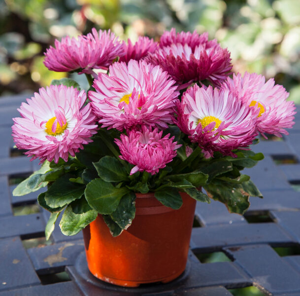Mārpuķīte “Bam Bam Rose”