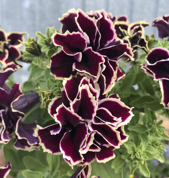 Petūnija ''Tumbelina Superstar''