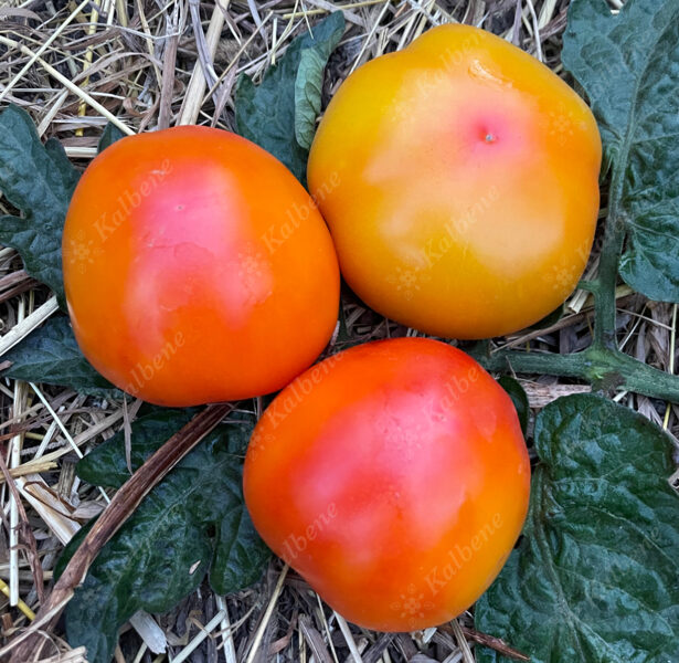 Tomāti “Pineapple Fog”