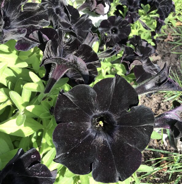 Petūnija “Black Mamba”