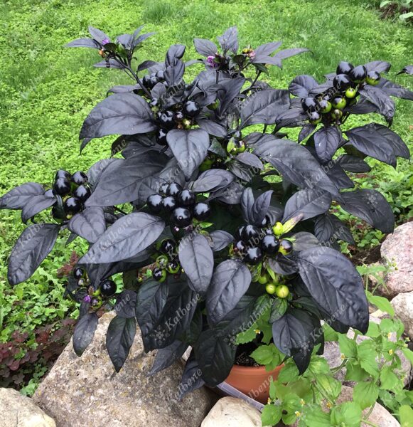 Podu čili pipari “Black Pearl”