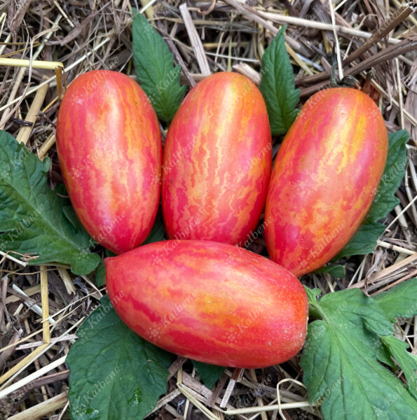 Tomāti “Konfekšu Lāsteka” (stāds)