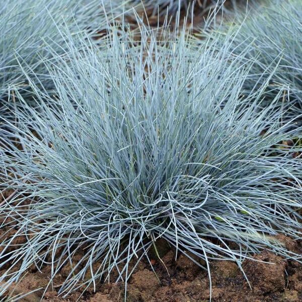 Aitu auzene 'Blue Select'