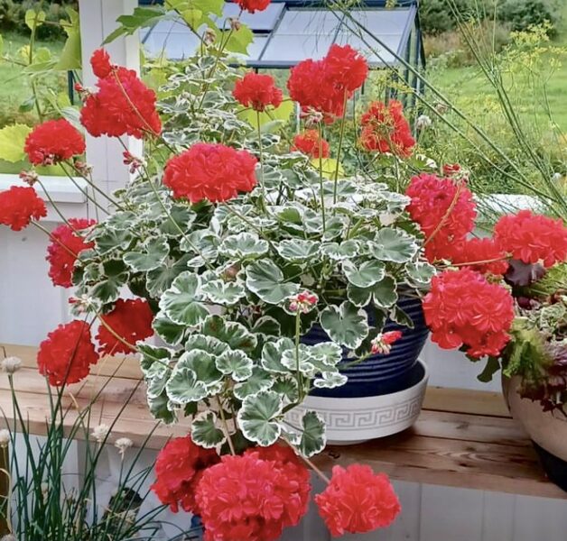 Jaunstāds - Pelargonija “Wilhelm Langguth”