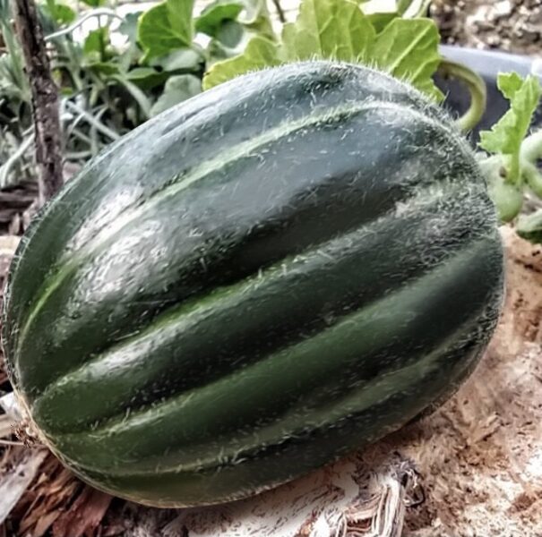 Melone “Negro Tardio”