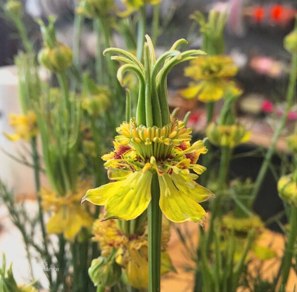 Austrumu nigella