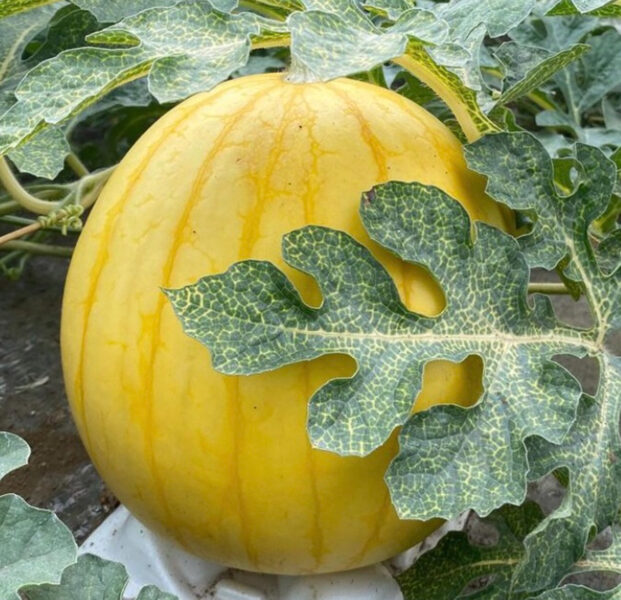 Arbūzs “Royal Golden”