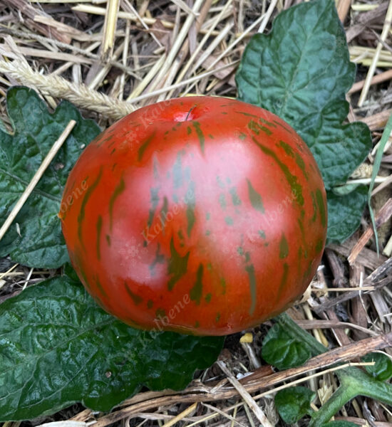 Tomāti “Black Zebra”