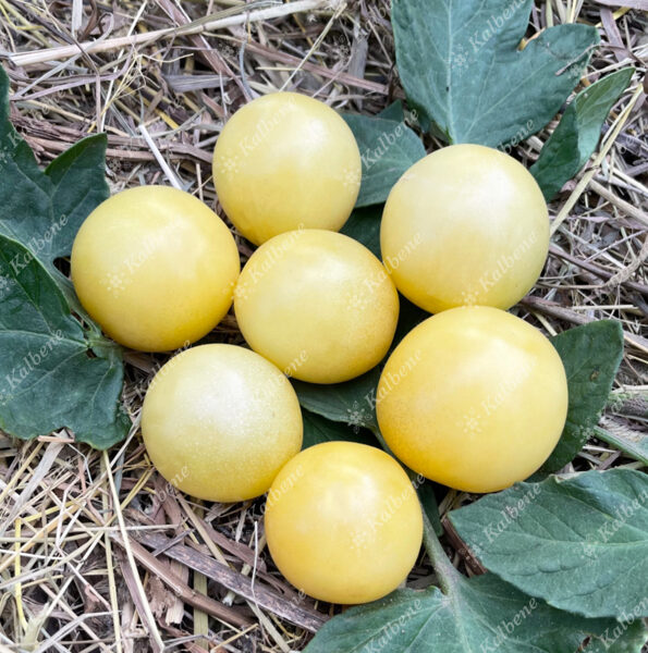 Baltie ķirštomāti