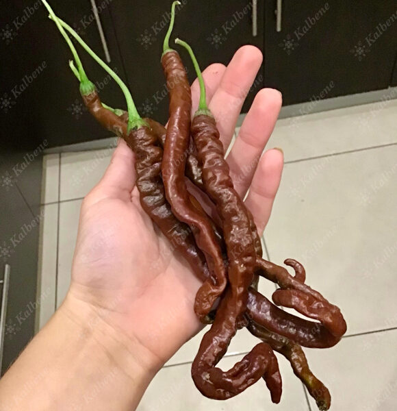 Čili pipari “Thunder Cacho Brown”