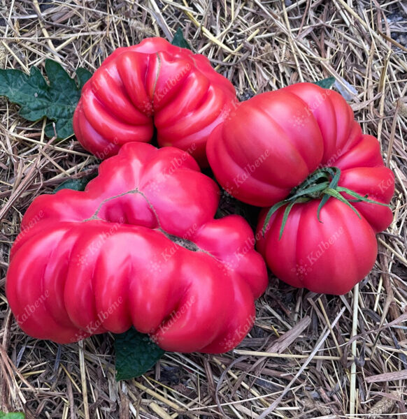 Tomāti “Mushroom Basket”