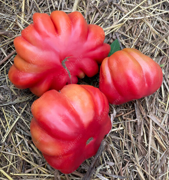 Tomàti “Zapotec Pink”