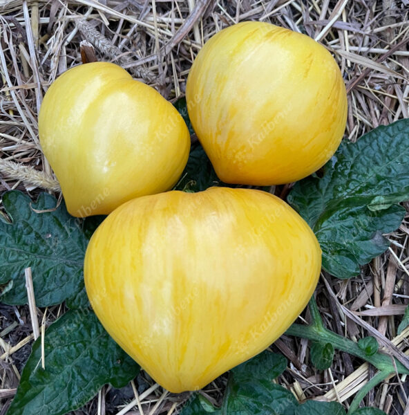 Tomāti “Beauty Mark”