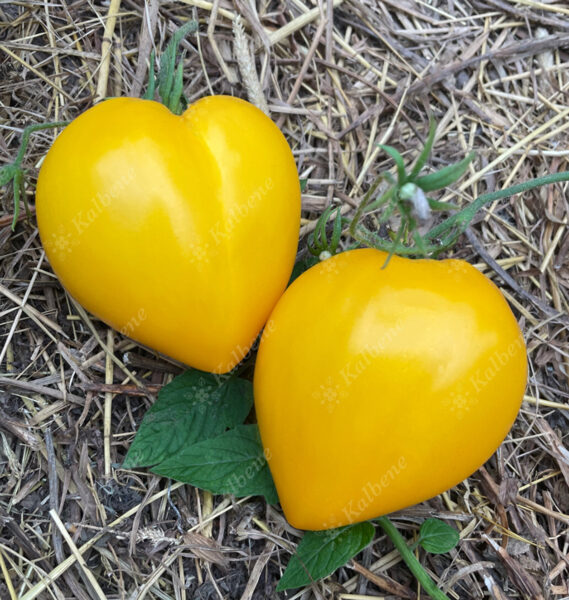 Tomāti “Yellow Scllop”