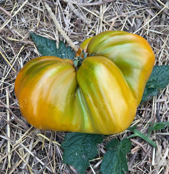Tomāti “Cresta di Fuoko”