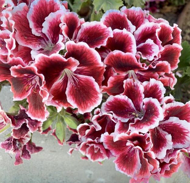  Karaliskā pelargonija ''Aristo Red Beauty''
