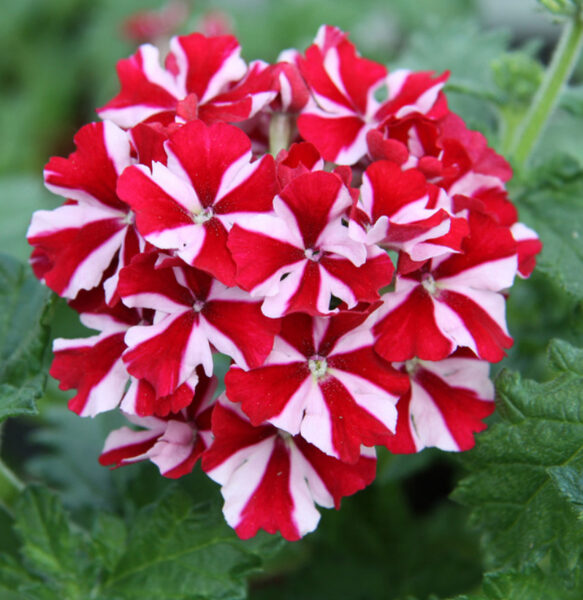 Verbena “Samira Deep Red Star”