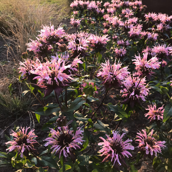 Monarda “Melua Appleblossom”