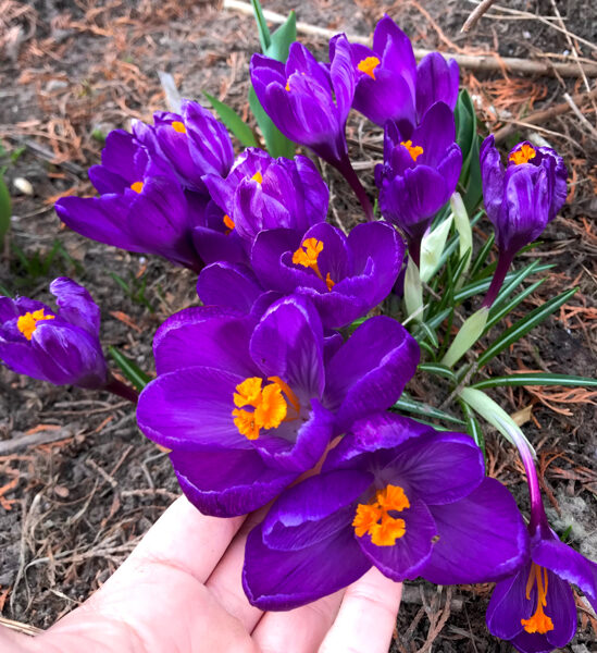 Lielziedu krokuss 'Flower Record' 