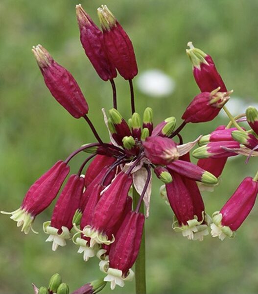 Dihelostemma “Ida-Maia” 05/10/24