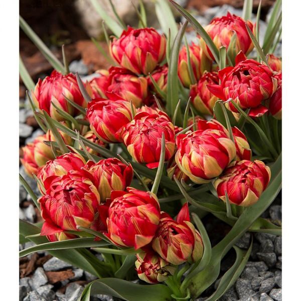 Botāniskā tulpe “Tete a Tete” 