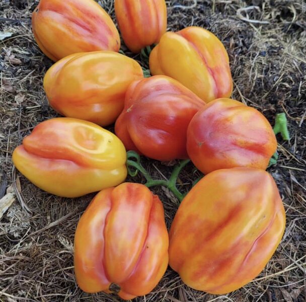 Tomāti “Kalifornijas Tulpe”