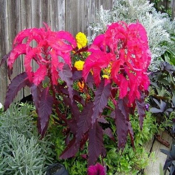 Amarants “Early Splendour”