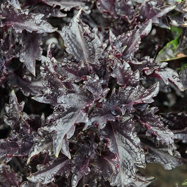 Baziliks “Purple Ruffle”