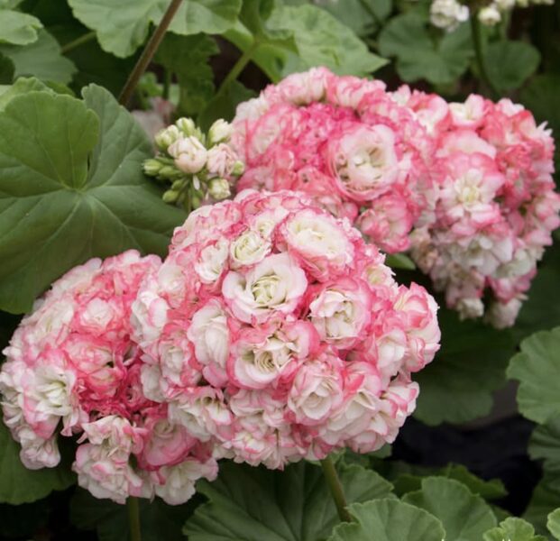 Pelargonijas