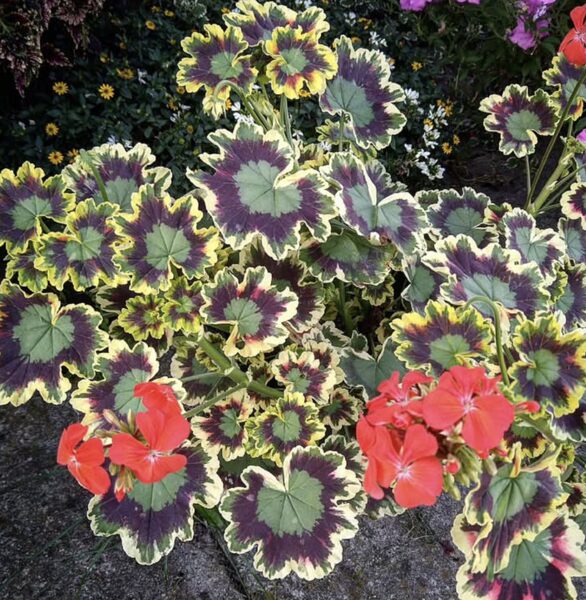 Jaunstāds - Pelargonija “Mrs Pollock”