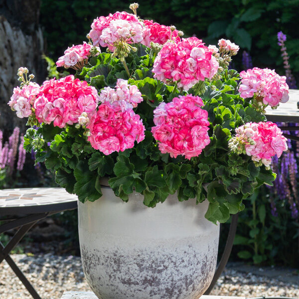 Pelargonija “Survivor Idols Paperbloom”