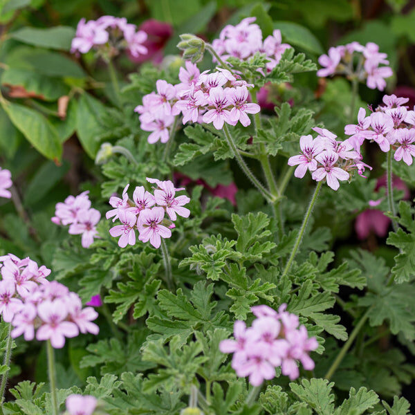 Jaunstāds Smaržlapu pelargonija - rožu