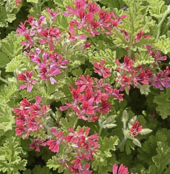 Jaunstāds Smaržlapu pelargonija - lazdu riekstu