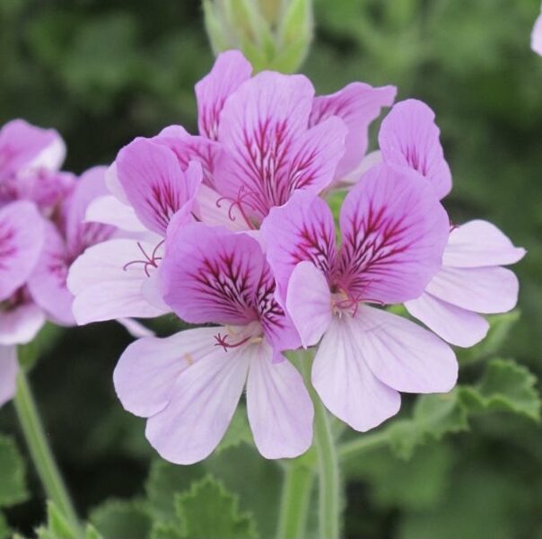 Jaunstāds Smaržlapu pelargonija - kolas