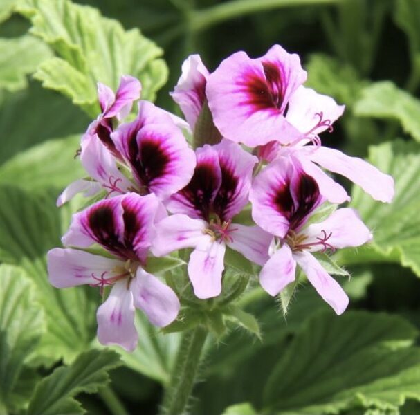 Smaržlapu pelargonija - apelsīnu