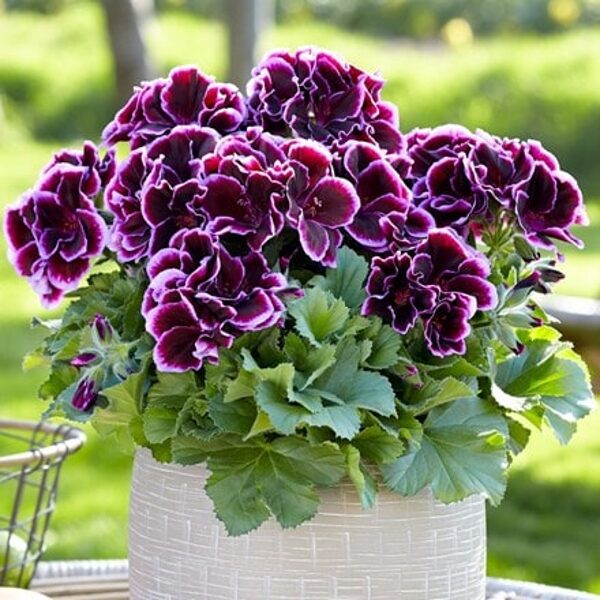 Jaunstāds - Karaliskā pelargonija ''Aristo Black Beauty''