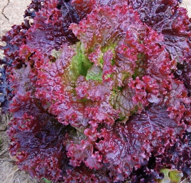 Salāti 'Rosela'