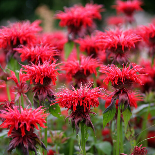 Monarda ''Campbridge Scarlet''