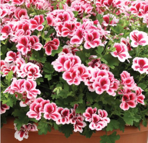 Karaliskā pelargonija ''Aristo Strawberries and Cream''