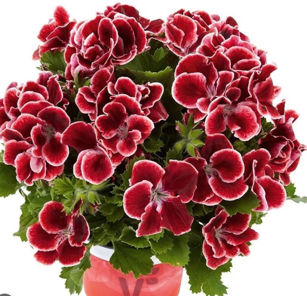 Karaliskā pelargonija ''Aristo Red Beauty''