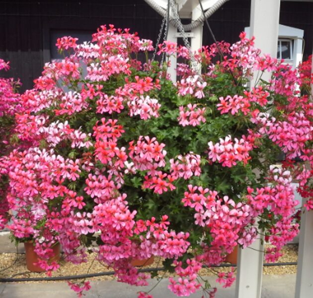 Nokarenā pelargonija ''Decora Lila''