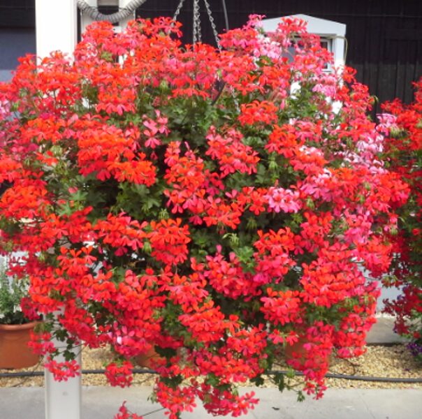 Nokarenā pelargonija ''Decora Red''
