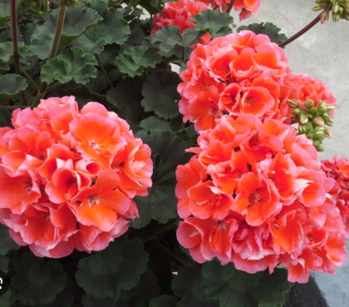 Pelargonija ''Lorena''